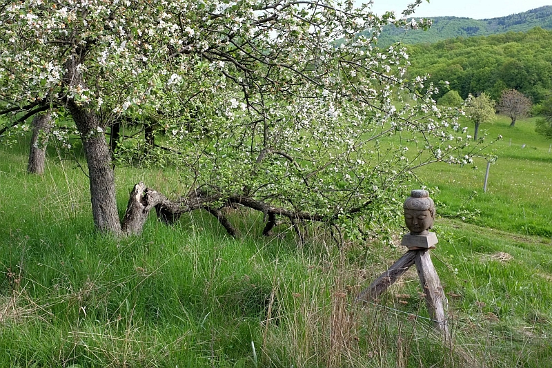 Shin Jin meditation centre – nature and retreat place